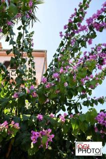 Apartments Marcela - Stari Grad - 3