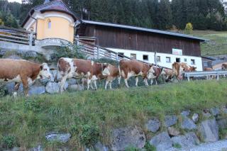 Appartmenthof Aigengut Ferienwohnung Großarl - Grossarl - 3