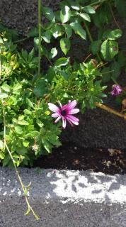 Paraiso das Flores - 8