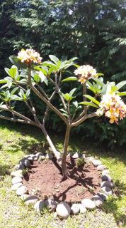 Paraiso das Flores - 7