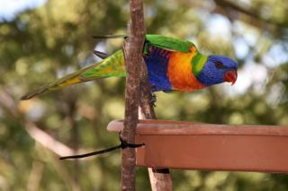 Mt Larcom Tourist Park - Mount Larcom - 4