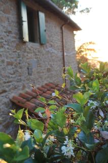 Podere I Rovai-apt IL RIFUGIO- in the heart of Tuscany - Reggello - 4
