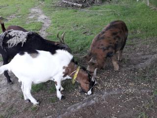 le gîte de Marinette - 3