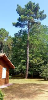 Chalet Saint Julien en Born - Saint-Julien-en-Born - 8