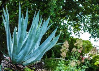 Villa Eliodora - due appartamenti - 9