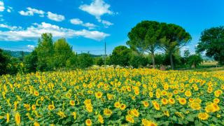Villa Licinia - Foligno - 5