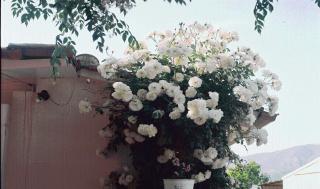 The Garden's Studios - Vlikhon - 5