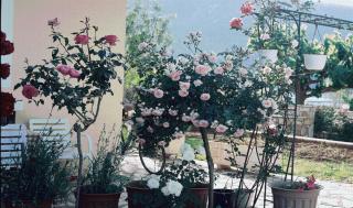 The Garden's Studios - Vlikhon - 1