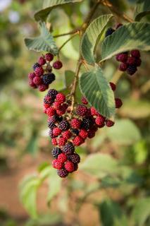 Eco Granja Don Lolo - 3