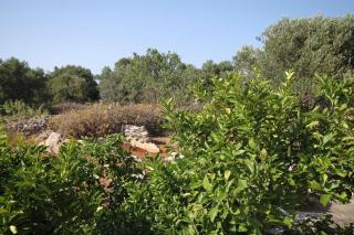 Apartments with parking space Bozava, Dugi otok - 8124 - 9