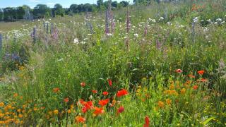 Wester Blackpark Farm - 7