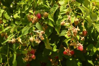 Garden Guesthouse - Gjakove - 1
