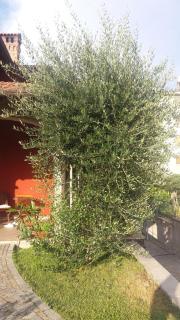 B&b la valletta - Serravalle Scrivia - 5