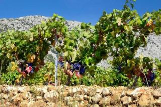 Perla Hvar ApartHotel - Ivan Dolac - 5
