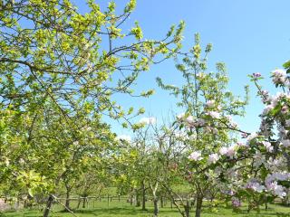 Cider Barn- 16608 - Hutton - 1