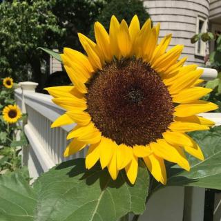 Historic Harvard & MIT Victorian - 1