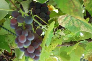 Das Weinberghaus - 0