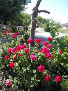 Apartment Marijan - Rtina - Rtina - 8
