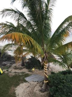 Beachfront Villa Solarium Garden House 1 - San Benito - 6