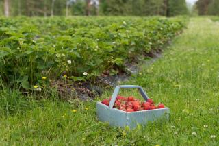 Hiekkarannanlomat - 2