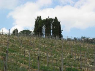Poggio Borgoni - Mercatale Val Di Pesa - 7