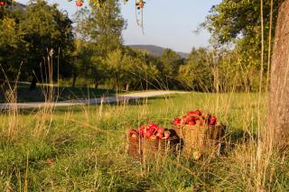 Gasthof Restaurant Hirsch - Bad Ditzenbach - 1