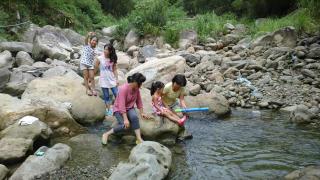 Hemerocallis Country House - 1