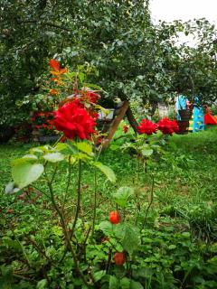 Family apartment with garden - Sarajevo - 1