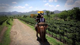 The Pride Paradise - 5