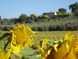 Agriturismo Oliveto di Geltrude Contessa - Amelia - 1