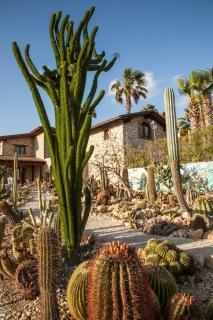 Garden Cactus - Villaggio Mosè - 0
