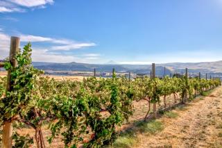 Grapevine Lodge - Dallesport - 0