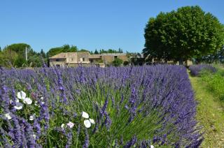 Mas de l'Amme - Valréas - 6
