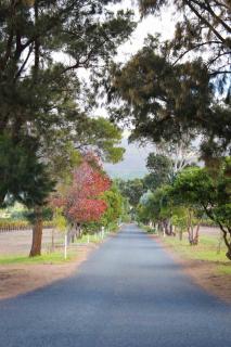 Endless Vineyards at Wildekrans Wine Estate - Botrivier - 8