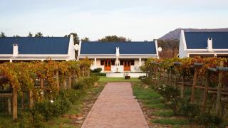 Endless Vineyards at Wildekrans Wine Estate - Botrivier - 6