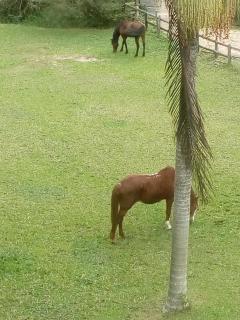 Farm Muquem - Florianópolis - 6