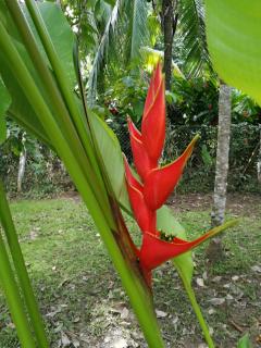 Bungalows Ache Cozy House - Cahuita - 7