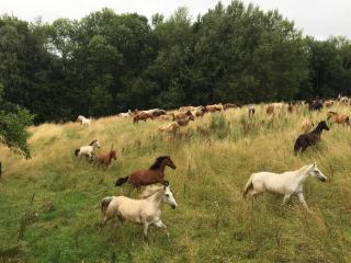 Ferienhaus am Waldrand - Ampflwang im Hausruckwald - 1