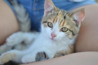 Ferienhaus Ampflwang - 3