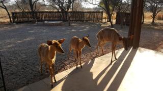 Makhato 84 Bush Lodge - Bela-Bela - 9