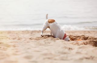 Paws Up Cottage - Rye - 7