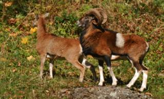 Aux 500 Diables Eco Lodge - Hotel - Chambon-sur-Lac - 1