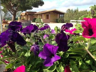 Tortuga Casa Vacanze - Scarlino - 9