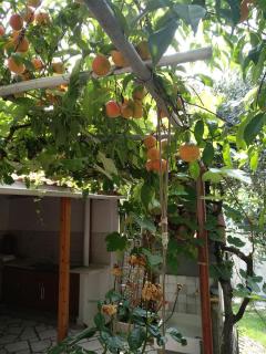 Our parent's house. Family house for rent - Skala Kallirakhis - 9