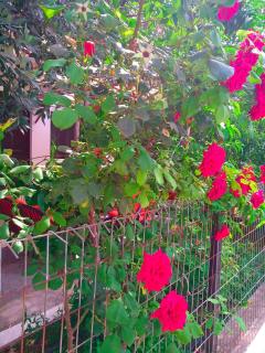 Our parent's house. Family house for rent - Skala Kallirakhis - 5