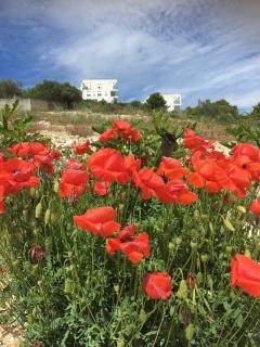 Apartment JULIA - Trogir - 3