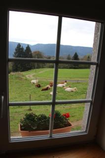 viaux-fontaine - Saulxures-sur-Moselotte - 3