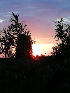 Süderdeich - 1
