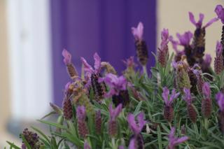 The Purple Door on Seaview - Victor Harbor - 9