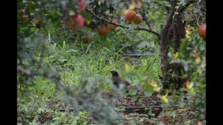 Green Peace Bheemeshwari - 7